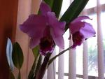 rajaorchids's Avatar