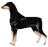 Ziggywithacarrottupmearris's Avatar