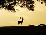 Newforest1959