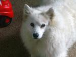 articwolf's Avatar