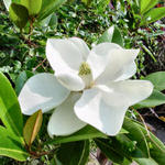 magnolia2's Avatar